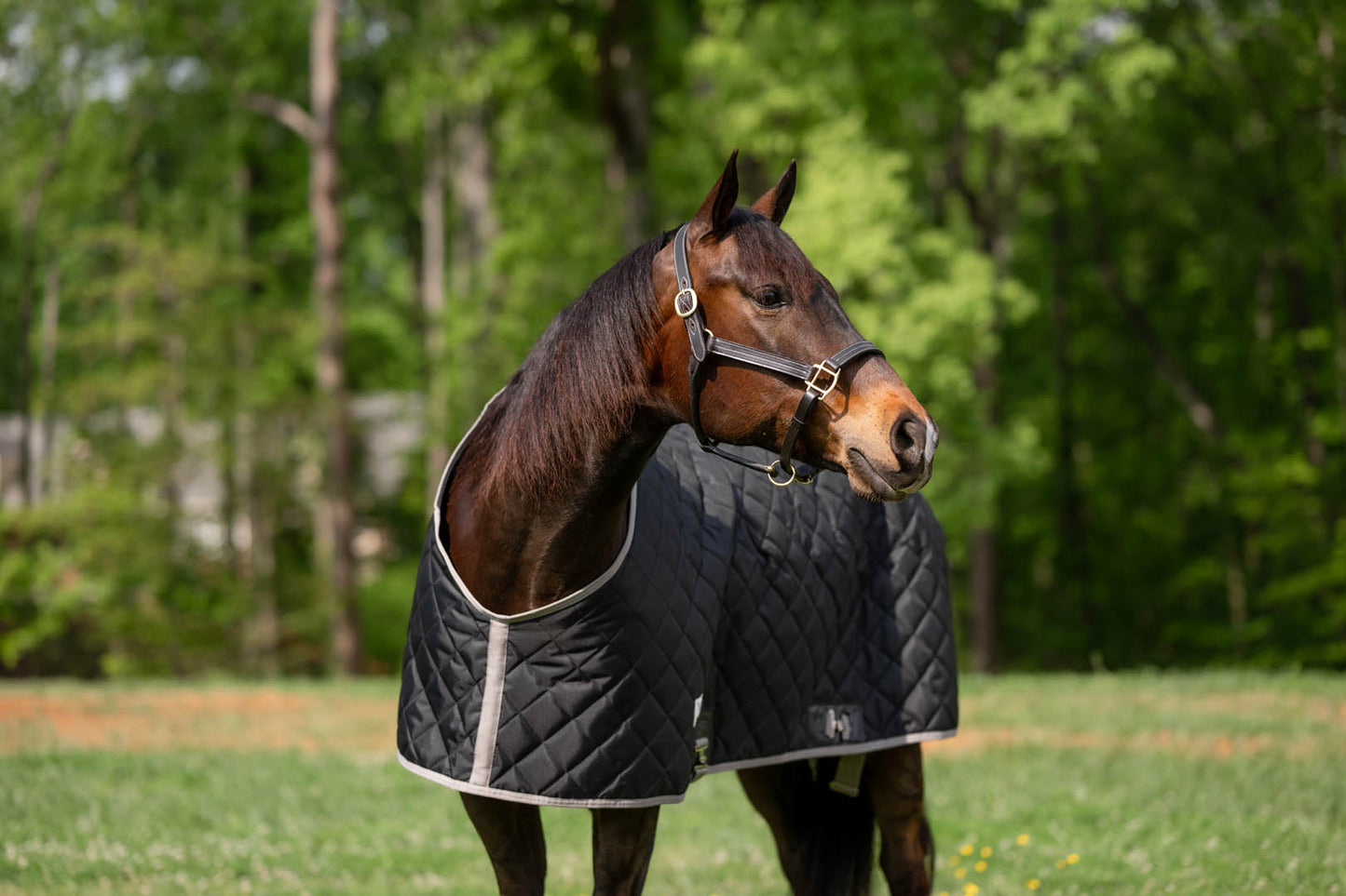 TuffRider Shelter Closed Front Medium Weight Stable Blanket