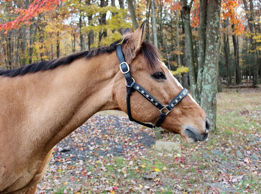 Henri de Rivel Embroidered Leather Halter