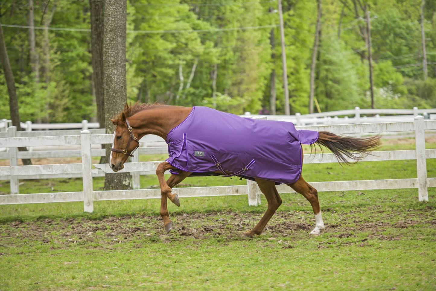 TuffRider 1680 D Super Comfy Winter Turnout Blanket Medium Weight 200 GSM Standard Neck