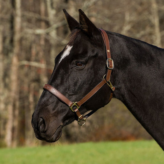 Henri de Rivel Pro Fancy Padded Rolled Throat Triple Stitched Halter_1