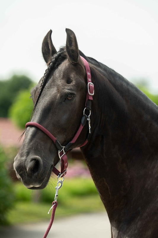 HKM Carlotta Head Collar - JPC Equestrian.com