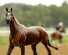 Breyer Cody's Wish - Race Horse