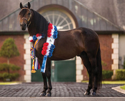 Breyer Vivaldi de Besilu Champion Paso Fino