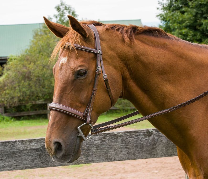  Henri de Rivel Pro Mono Crown Bridle with Padded Wide Noseband  with Laced Reins_2