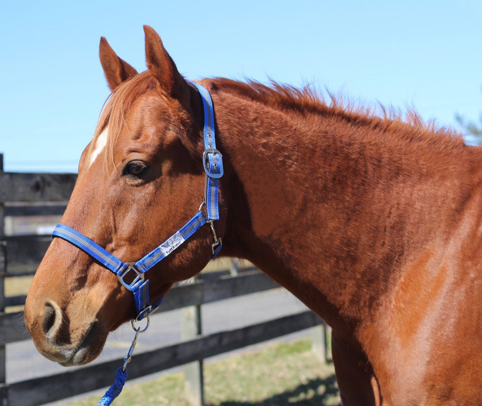 TuffRider Nylon Breakaway Halter & Lead Set_5165