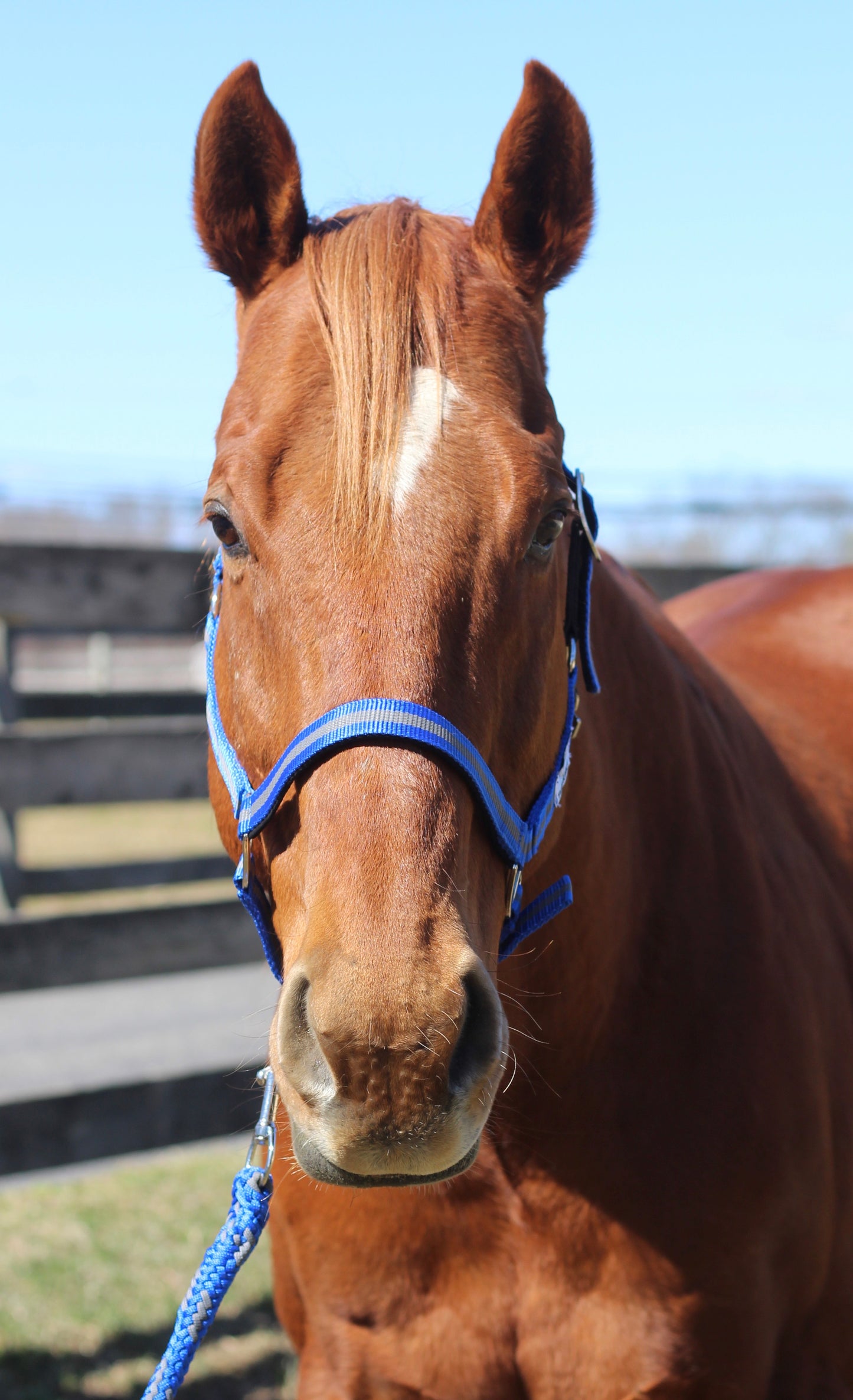 TuffRider Nylon Breakaway Halter & Lead Set_5164