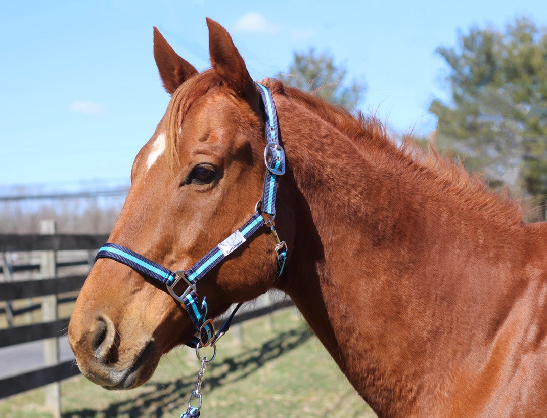 TuffRider Nylon Breakaway Halter & Lead Set_5167