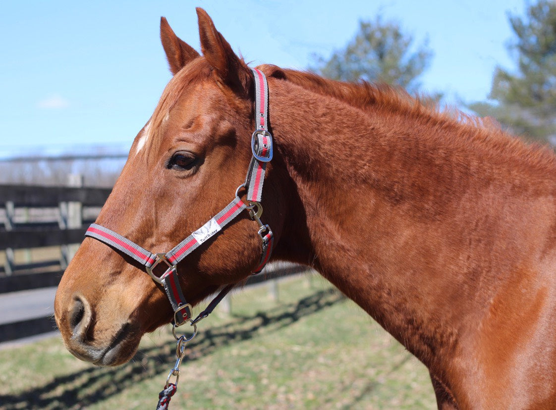 TuffRider Nylon Breakaway Halter & Lead Set_5163