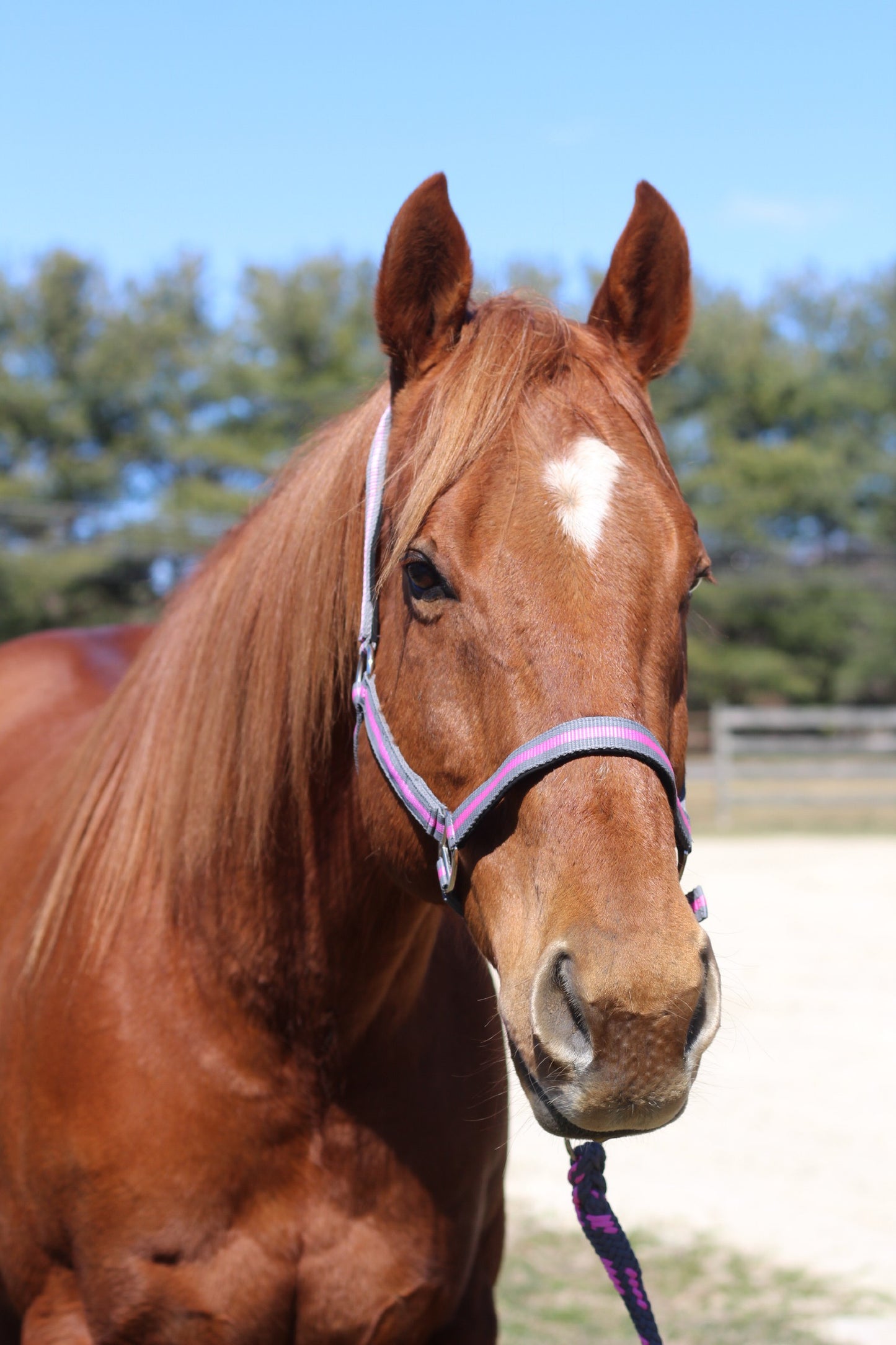 TuffRider Nylon Breakaway Halter & Lead Set_5160