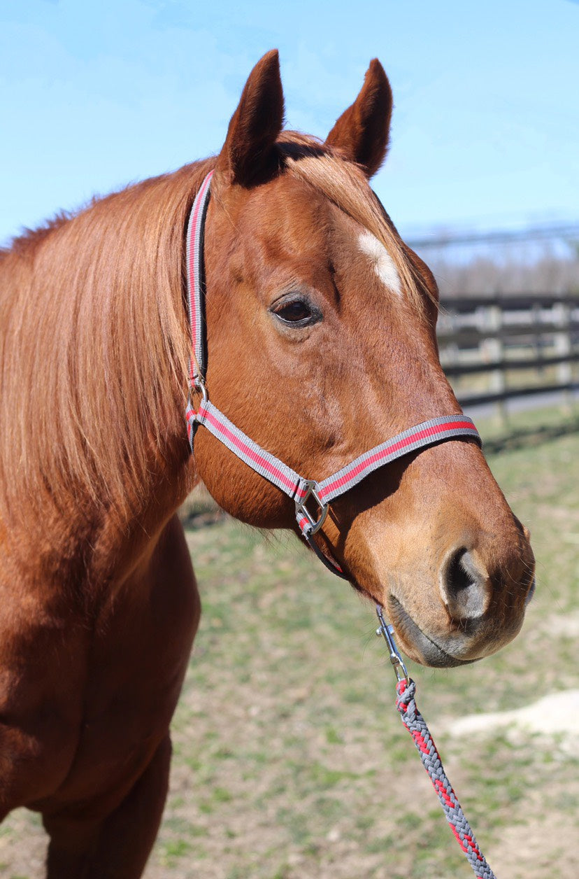 TuffRider Nylon Breakaway Halter & Lead Set_5162