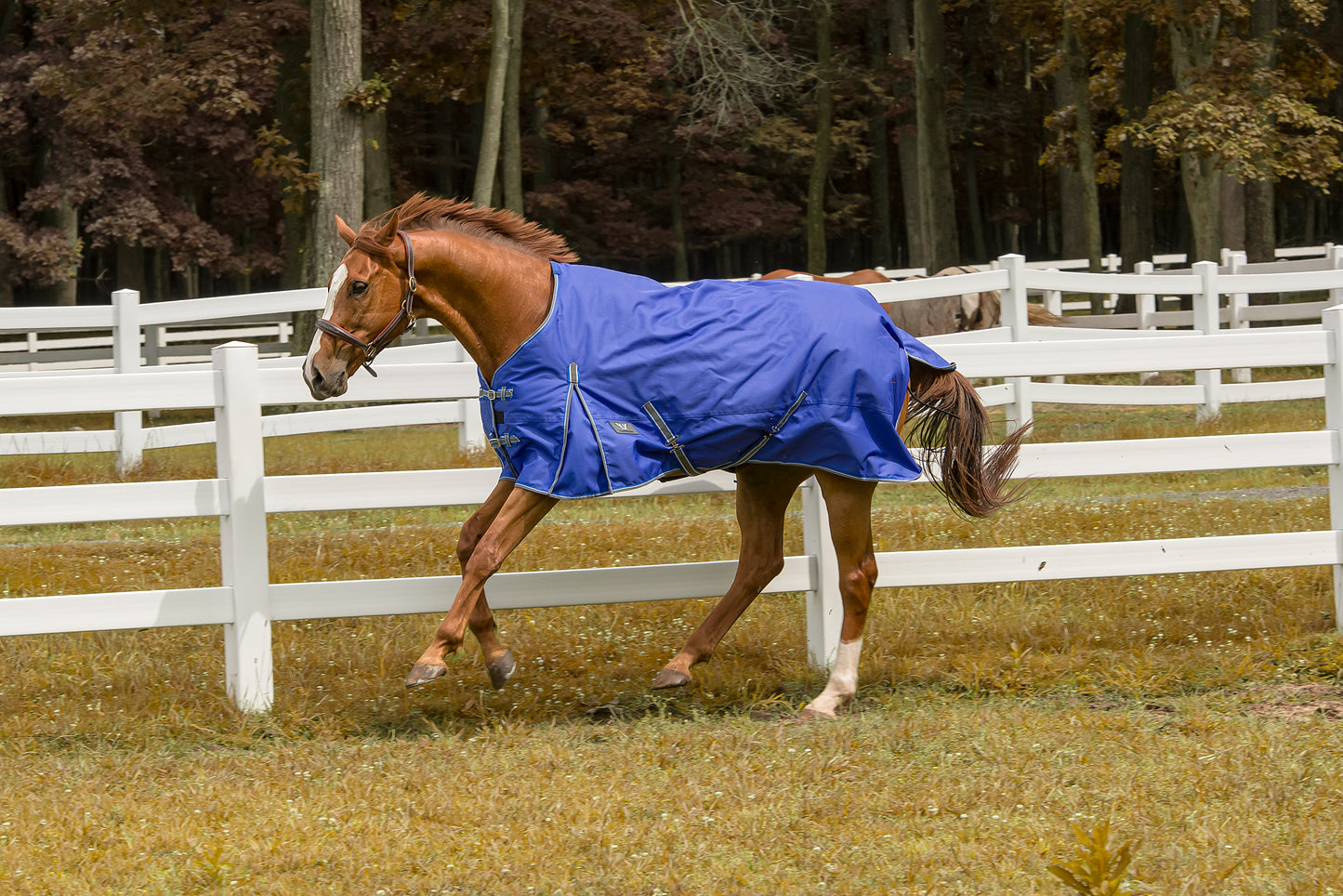 Tuffrider 600 D Comfy Winter Blanket_9