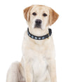 Halo Dog Collar - Leather with Snowflake Embroidery_2034