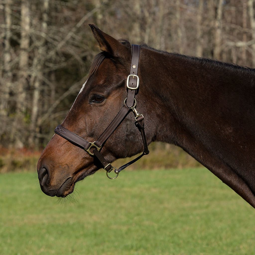 Henri de Rivel Pro Fancy Padded Rolled Throat Triple Stitched Halter_2