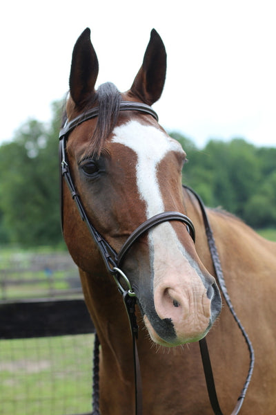 Henri de Rivel Pro Fancy Raised Bridle With Laced Reins_2