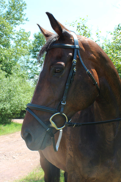 Henri de Rivel Pro Padded Dressage Bridle with Flash and Web Reins_1