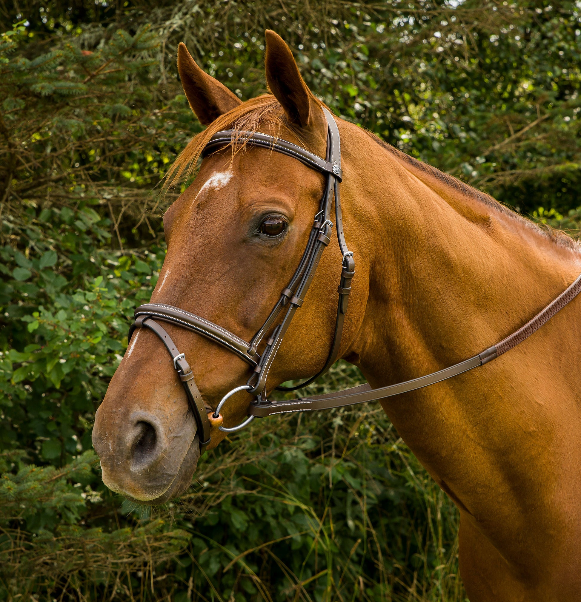 Henri de Rivel Pro Mono Crown Bridle with Flash and Rubber Reins_1902
