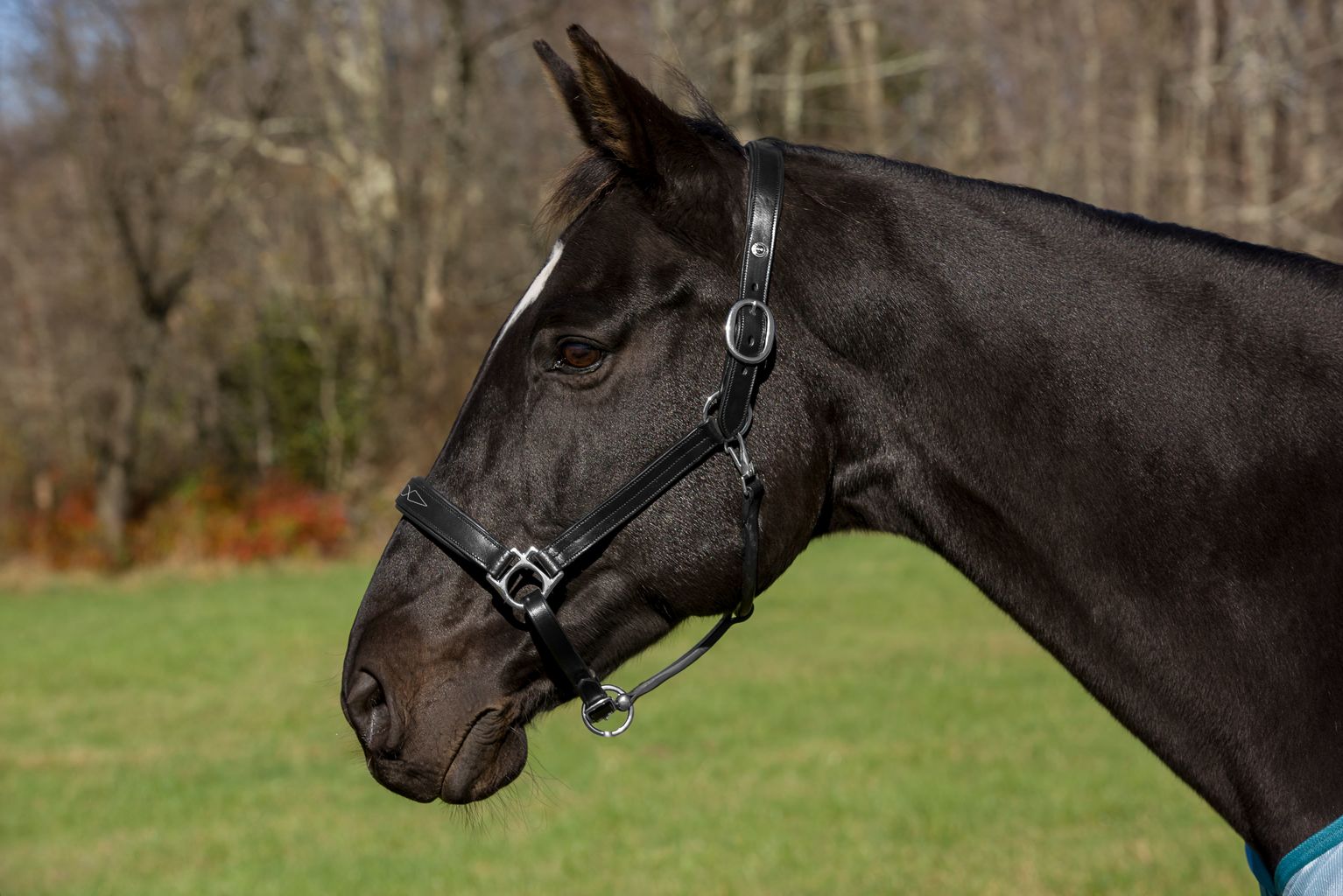 Henri de Rivel Pro Fancy Padded Rolled Throat Triple Stitched Halter_3