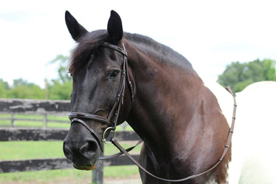 Henri de Rivel Pro Piaffe Mono Crown Bridle with Flash Noseband with Patent Leather and webbed rubber reins with leather stops_5